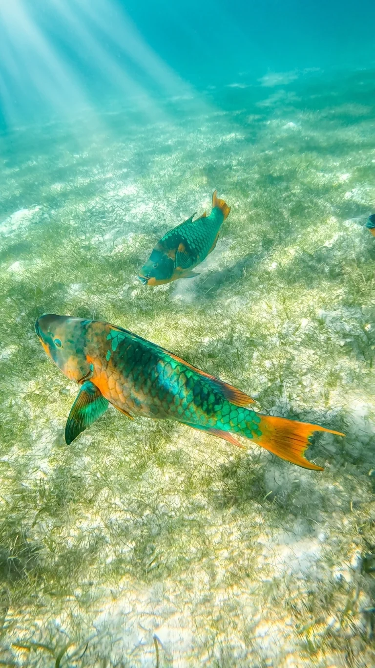Peces loro de colores en el arrecife de Akumal