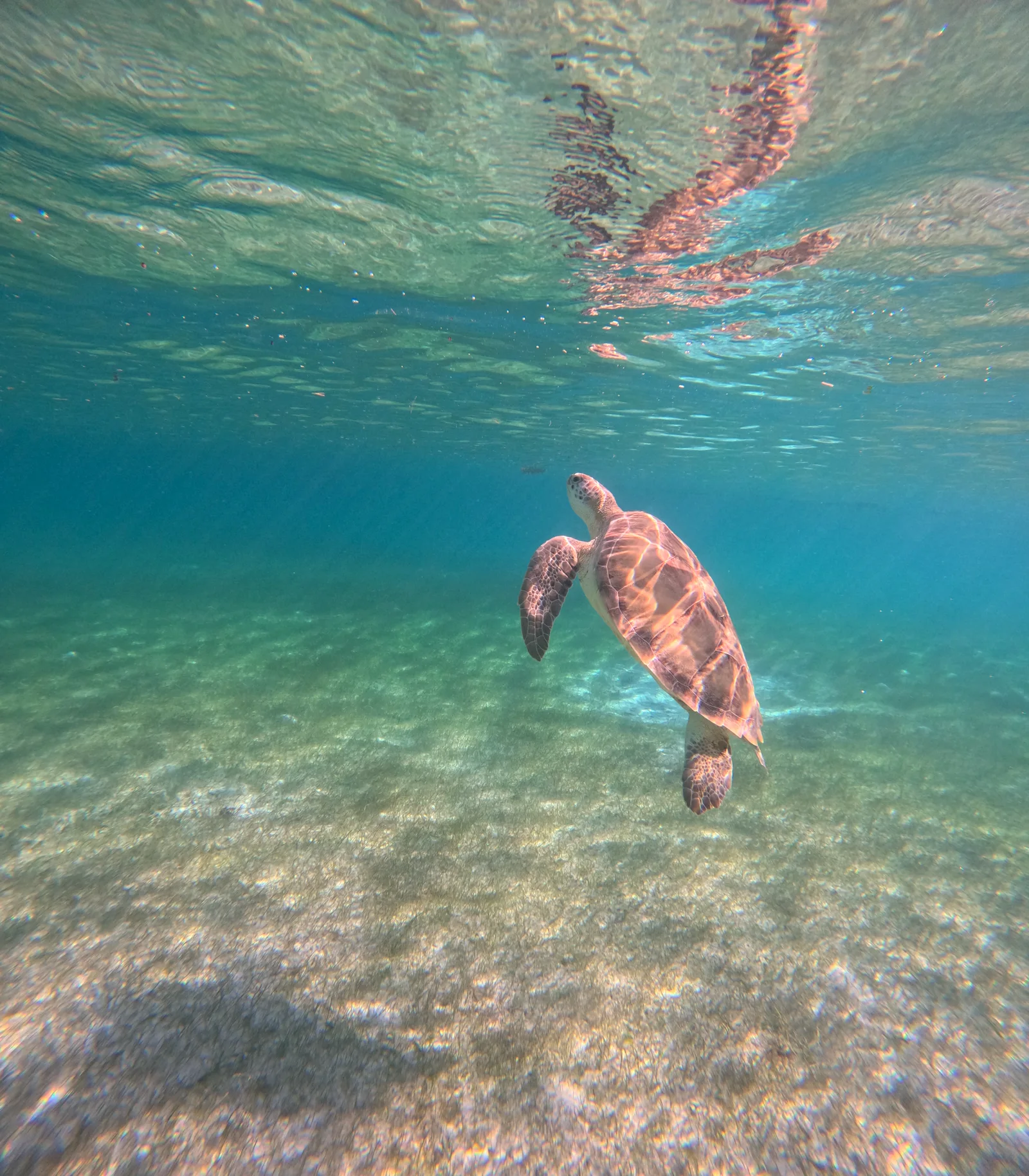 Nado con tortugas en Akumal